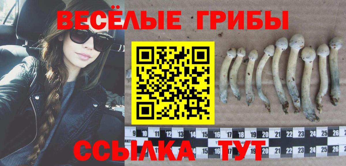 хочу наркоту  Вход с VPN  Алексин  Псилоцибиновые грибы Cubensis 